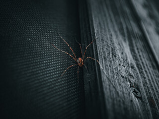 spider in the dark