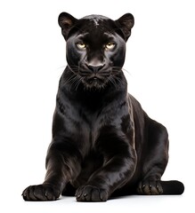 Black panther in front of a white backgroung.