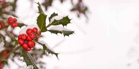Close up of a branch of holly with red berries covered with snow, panoramic winter background