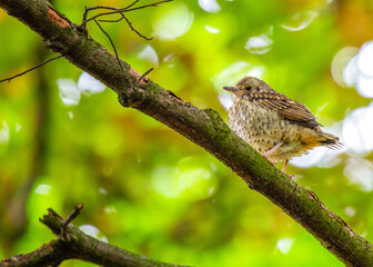 Song Thrush (Turdus philomelos)