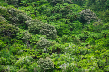Fototapeta na wymiar Temperate rainforest natural background