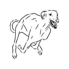 Azawakh,Azawakh dog vector sketch illustration