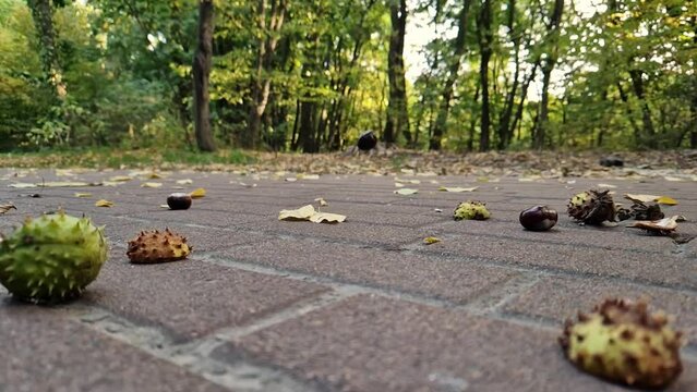 Chestnuts fall to the ground in autumn, slow motion video. Autumn park, view from ground level to the path in the park. Horse chestnuts bounce high off the ground