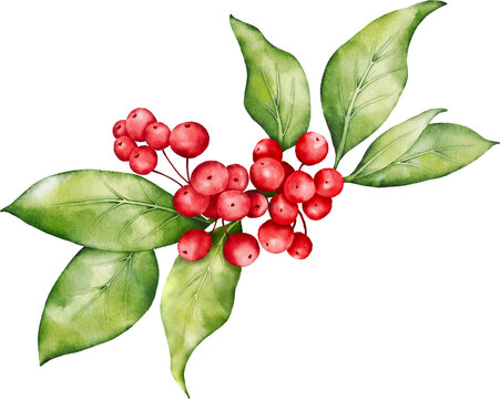 Christmas watercolor of berries and leaves