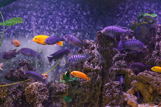 underwater photography of fish Maylandia estherae and Protomelas fenestratus