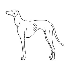 Azawakh,Azawakh dog vector sketch illustration