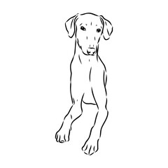 Fototapeta premium Azawakh,Azawakh dog vector sketch illustration
