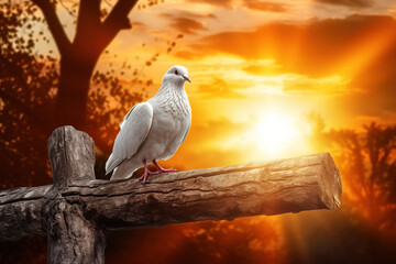 White dove standing over the wooden cross, symbolizing death and resurrection against golden sunset.