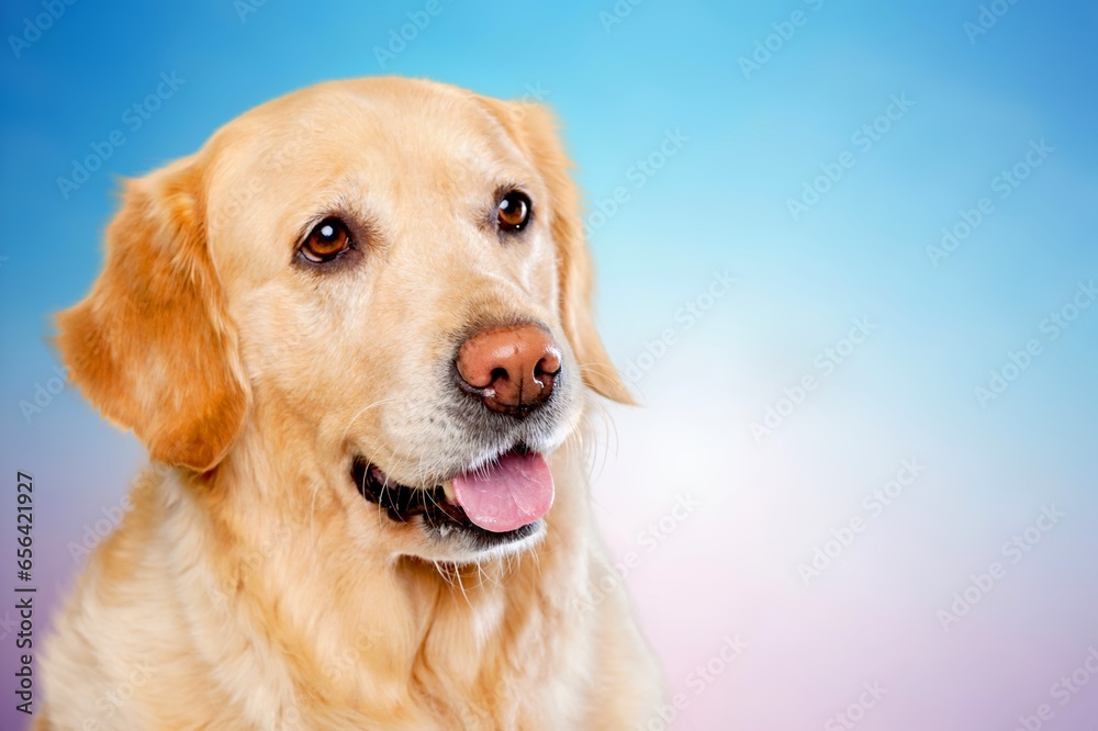 Poster Beautiful cute smart dog pet looking at camera.