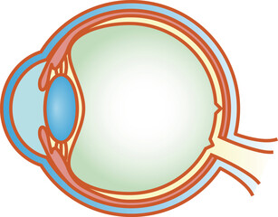 目の構造　断面図