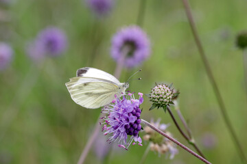 Ein Rapsweißling sitzt auf einer lila Blüte und saugt Nektar © cuhle-fotos
