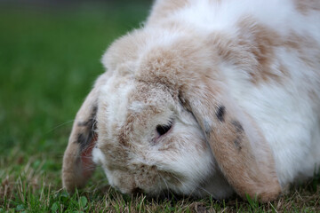 Ein Kaninchen mit Schlappohren frisst Gras. Porträt von einem Widderkaninchen © cuhle-fotos