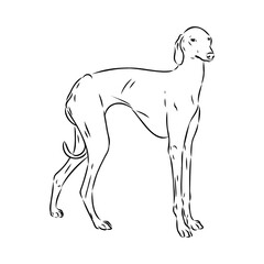 Azawakh,Azawakh dog vector sketch illustration