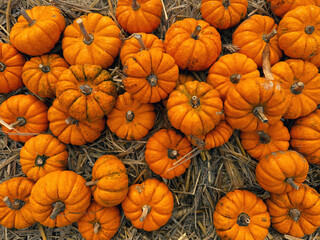 various pumpkins in autumn background
