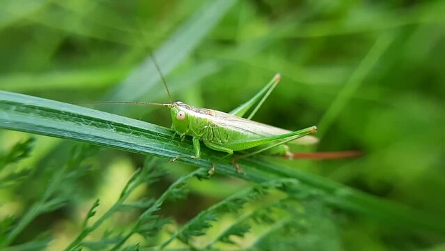grasshopper on the grass