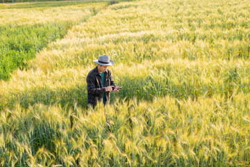 Obraz premium A young Asian man stands in a field of beautiful golden ripe wheat at sunset. Using smartphones and laptops, digital tablets quality survey technology