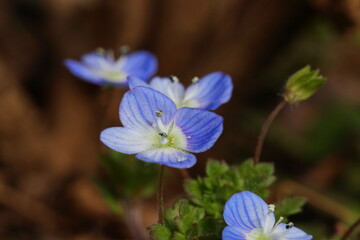 早春に咲くオオイヌノフグリ