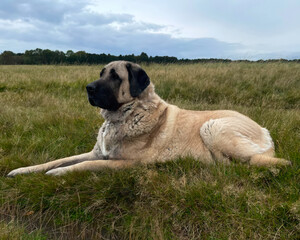 Turkish Kangal dog, Anatolian shepherd dog, Livestock guardian dog