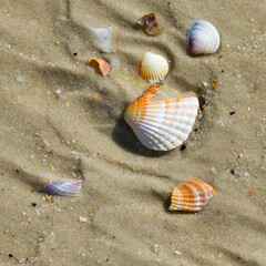Fototapeta na wymiar Brocken seashells and wet sand beach at hot sun summer day