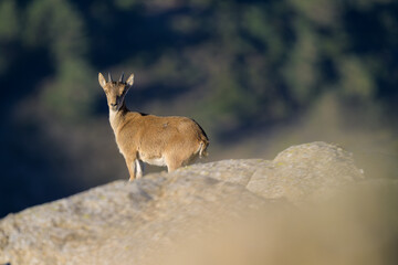 Cabras montesas en la Sierra de Guadarrama