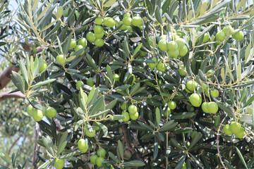 Green olives on an olive tree, Croatia, Dalmatia