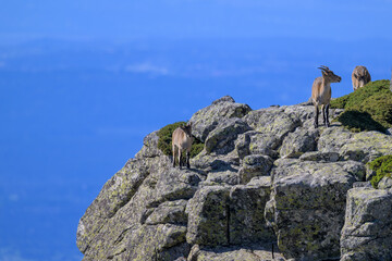 Cabras montesas en la Sierra de Guadarrama