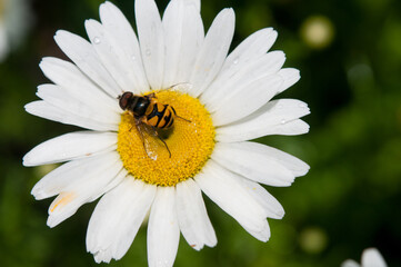 Obraz premium Bee like fly on a daisy