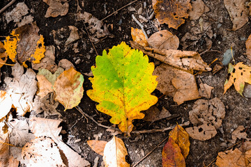 Selective focus. Autumn leaves. Beautiful autumn background. October