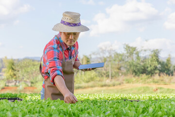 Young asian male farmer using smart tablet modern technology taking care of agriculture hydroponic...