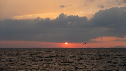 夕日と一羽の鳥