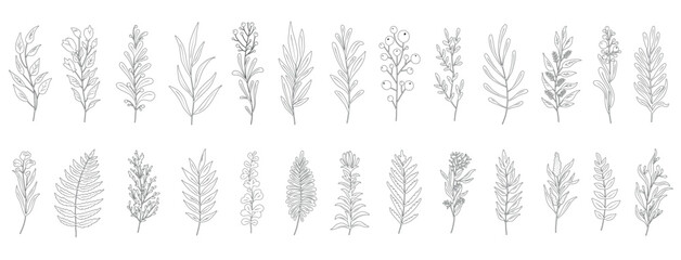 Minimal feminine botanical floral branch in silhouette style. Hand drawn wedding herb, minimalistic flowers with elegant leaves. Botanical rustic trendy greenery vector	