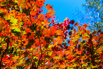 autumn leaves background