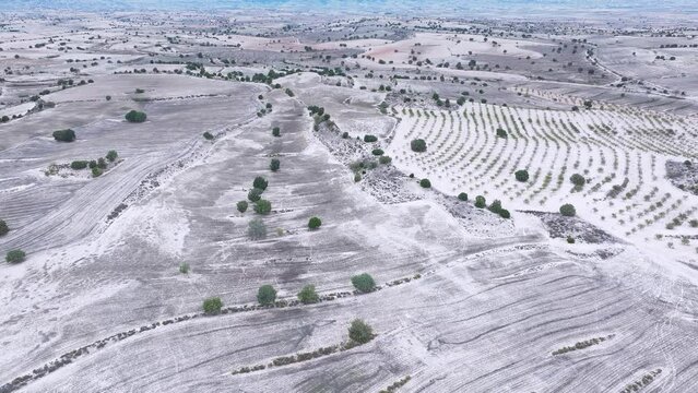Crop fields and junipers (Juniperus thurifera). Aerial view from a drone on the steppe of the Los Monegros region. Saragossa province. Aragon. Spain. Europe