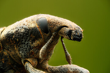 Face of the Snout beetle