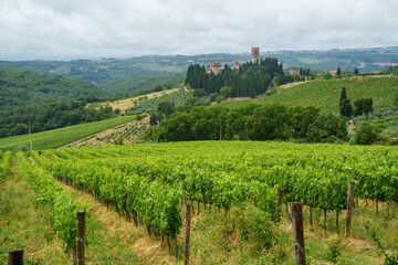 Fototapeta na wymiar Vineyards of Chianti near Montefioralle