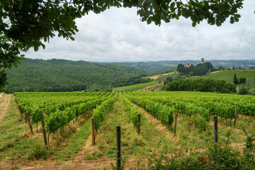 Fototapeta na wymiar Vineyards of Chianti near Montefioralle