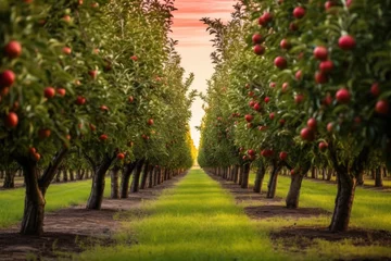 Tuinposter manicured apple orchard with rows of trees © altitudevisual