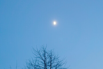 Moon against blue sky above trees