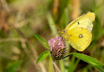 papillon