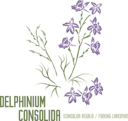 Forking Larkspur or Consolida regalis in color vector silhouette. Medicinal Delphinium consolida plant. Set of Delphinium consolida in color image for pharmaceuticals. Medicinal herbs color drawing