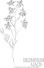 Consolida ajacis or Rocket Larkspur flowers vector contour. Delphinium Ajacis outline. Set of Delphinium Ajacis in Line for pharmaceuticals. Contour drawing of medicinal herbs