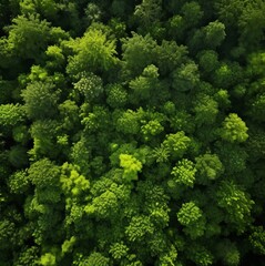 Naklejka premium green forest top view