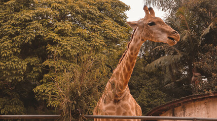 a giraffe in the zoo in brazil