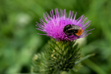 Milk thistle close up with insect, silybum marianum, cardus