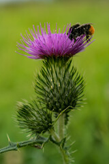 Milk thistle close up with insect, silybum marianum, cardus