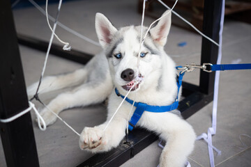A playful husky puppy sits on a leash and chews on a rope. Waiting for the owner. Raising a dogs.
 - Powered by Adobe
