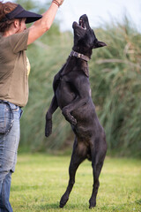 Great and amazing Black Malinois dog raze