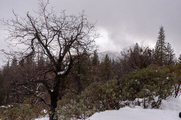 Clouds are rolling in along the trail to mariposa grove, in Yosemite National Park.