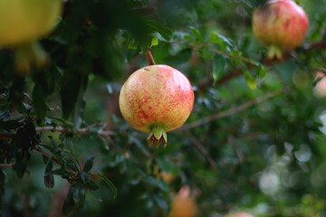 Fresh pomegranate on the tree. Selective focus.