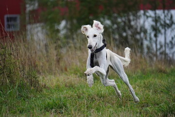 Tazy dog run in the meadow autumn